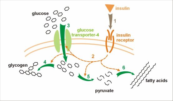 Glucose Homeostasis